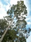 Eucalyptus argophloia