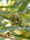 Eucalyptus astringens