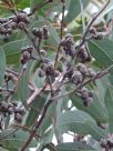 Eucalyptus bancroftii