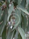 Eucalyptus bancroftii