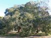 Eucalyptus baueriana