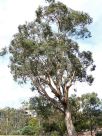 Eucalyptus blakelyi