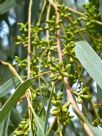 Eucalyptus bridgesiana