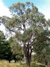 Eucalyptus bridgesiana