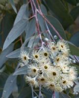 Eucalyptus caleyi