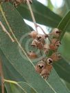 Eucalyptus camaldulensis