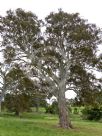 Eucalyptus camaldulensis