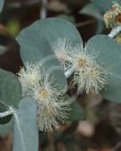 Eucalyptus cinerea cinerea