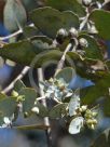 Eucalyptus cinerea cinerea