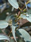 Eucalyptus cinerea cinerea