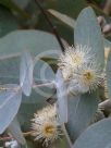 Eucalyptus cinerea cinerea