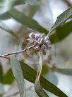 Eucalyptus clelandii