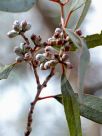 Eucalyptus clelandii