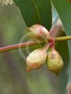 Eucalyptus cosmophylla