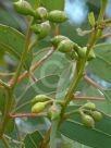 Eucalyptus cosmophylla