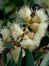 Eucalyptus cosmophylla