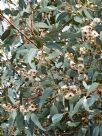 Eucalyptus cosmophylla