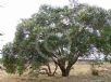 Eucalyptus cosmophylla