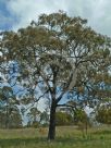 Eucalyptus crebra