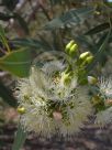 Eucalyptus curtisii