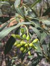 Eucalyptus curtisii