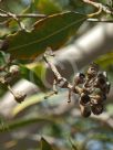 Eucalyptus curtisii