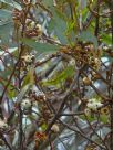 Eucalyptus cyanophylla