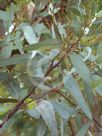 Eucalyptus cyanophylla