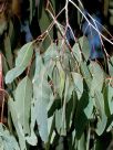 Eucalyptus dawsonii