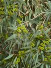 Eucalyptus diversifolia