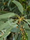 Eucalyptus diversifolia