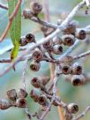 Eucalyptus dumosa