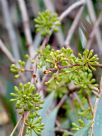 Eucalyptus elata