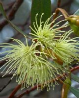 Eucalyptus eremophila