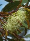 Eucalyptus eremophila