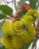 Eucalyptus erythrocorys