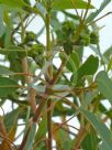 Eucalyptus erythrocorys