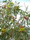 Eucalyptus erythrocorys