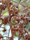 Eucalyptus eugenioides