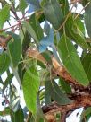 Eucalyptus eugenioides