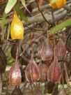 Eucalyptus forrestiana