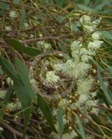 Eucalyptus gardneri