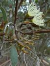 Eucalyptus gardneri