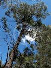 Eucalyptus globoidea