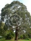 Eucalyptus globulus