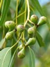 Eucalyptus gomphocephala