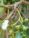 Eucalyptus gomphocephala