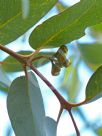 Eucalyptus gongylocarpa