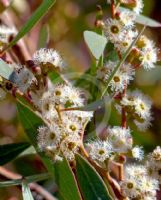 Eucalyptus gracilis