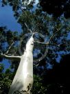 Eucalyptus grandis